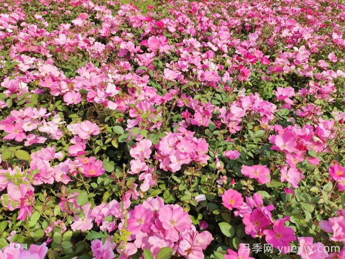 想要月季多開(kāi)花、花質(zhì)好？學(xué)會(huì )這三點(diǎn)(圖2)