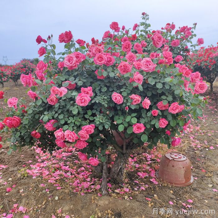 月季花怎么養***好?(圖1)