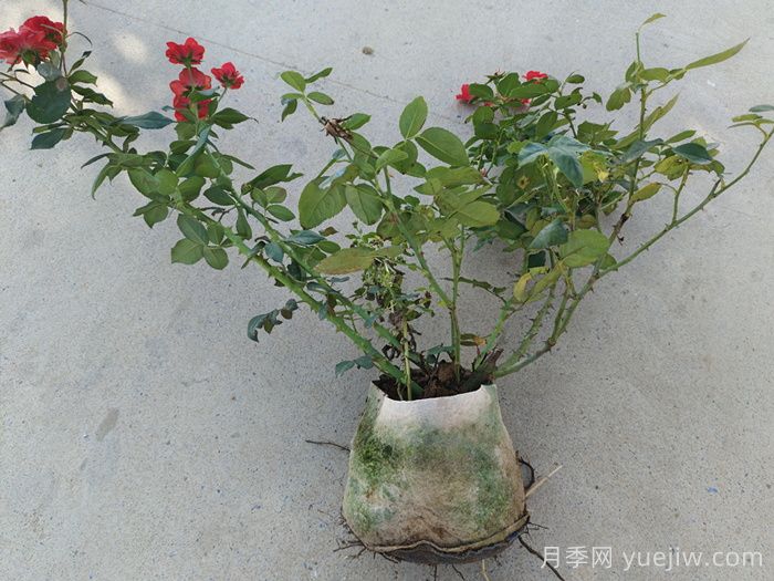 月季花越長(cháng)越差的原因分析(圖2)