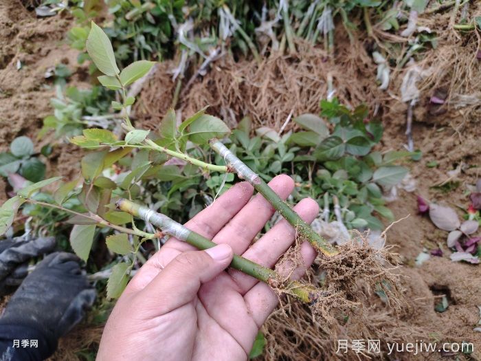 南陽(yáng)月季牙簽苗的養護方法(圖1)