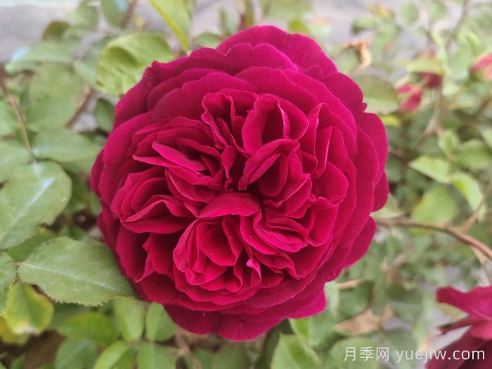 黑魚(yú)子醬月季和黑伍德月季哪個(gè)好？(圖1)