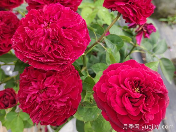 黑魚(yú)子醬月季和黑伍德月季哪個(gè)好？(圖2)