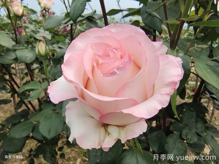 愛(ài)莎玫瑰和艾莎月季有什么區別？(圖1)