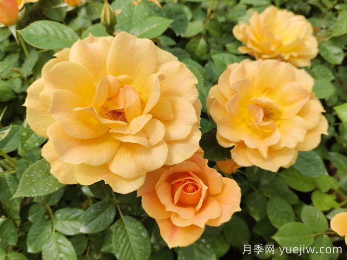 新疆可以種植哪些月季花品種？(圖2)