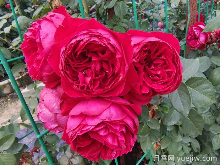 新疆可以種植哪些月季花品種？(圖3)