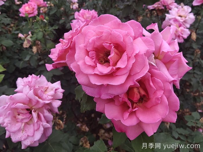 月季多開(kāi)花的養護要點(diǎn)(圖1)
