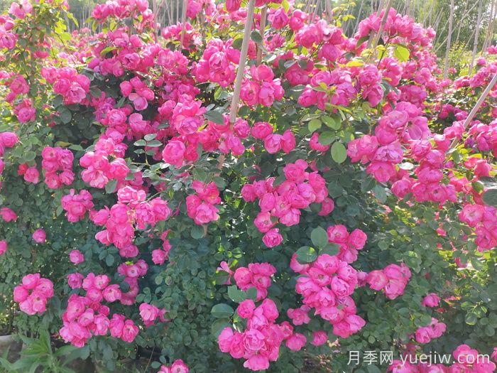 西藏園林綠化有哪些適合的月季？(圖2)