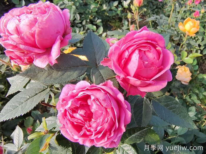 月季花的適宜生長(cháng)溫度是多少(圖1)