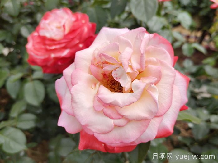 月季花在高溫環(huán)境下如何養護(圖1)