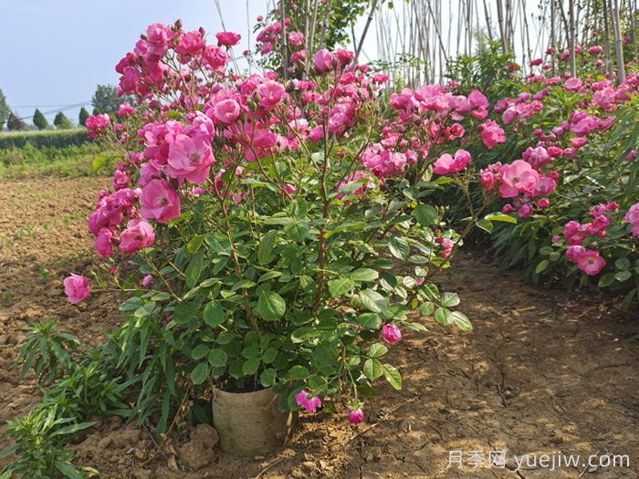 護坡可以種月季花嗎？(圖1)