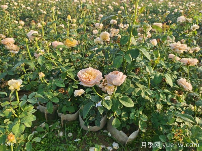 剛買(mǎi)來(lái)的月季葉黃脫落怎么辦？(圖1)