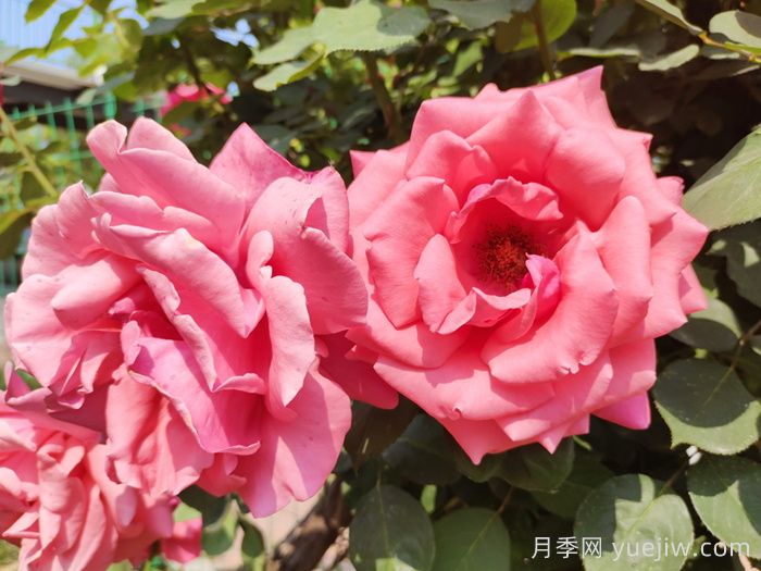 月季的花朵***大可以長(cháng)到多少厘米？(圖1)