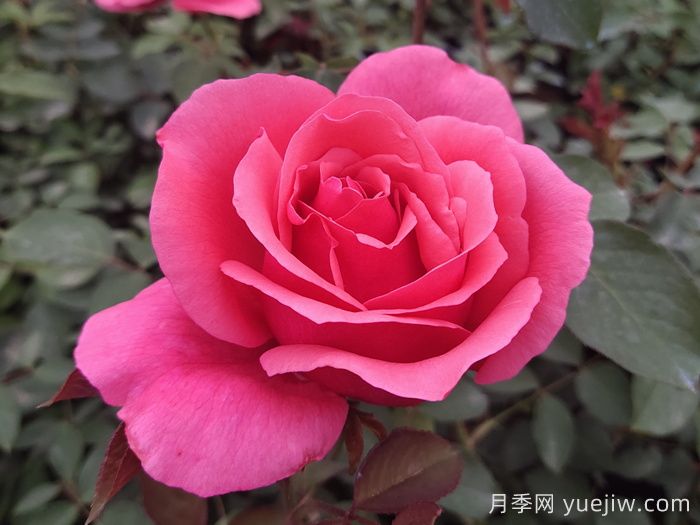 花朵直徑在15-20厘米的大花月季品種有哪些？(圖1)