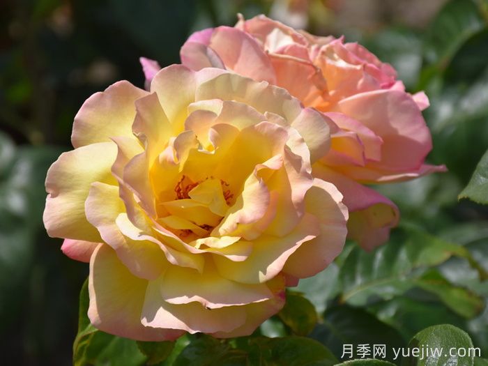 花朵直徑在15-20厘米的大花月季品種有哪些？(圖2)