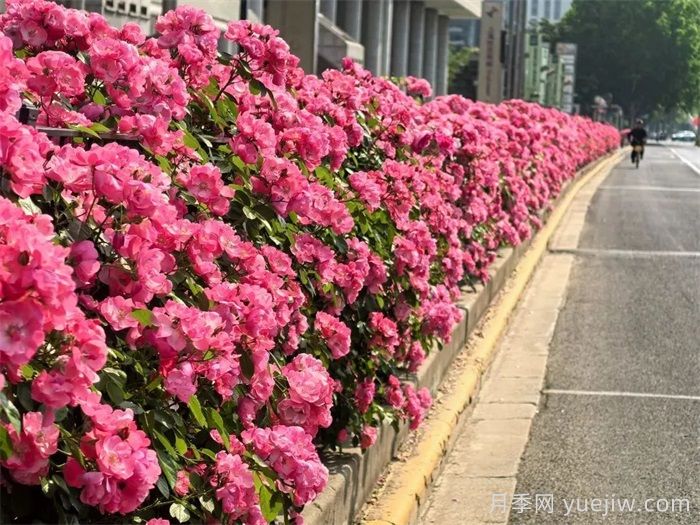 上海月季：申城月季全城開(kāi)，賞月季地圖指南(圖7)
