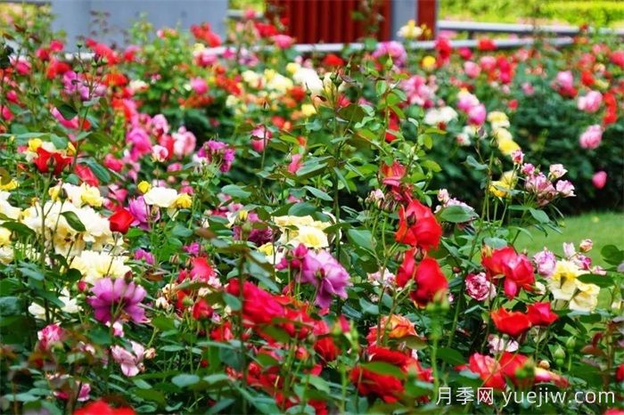 上海月季：申城月季全城開(kāi)，賞月季地圖指南(圖5)