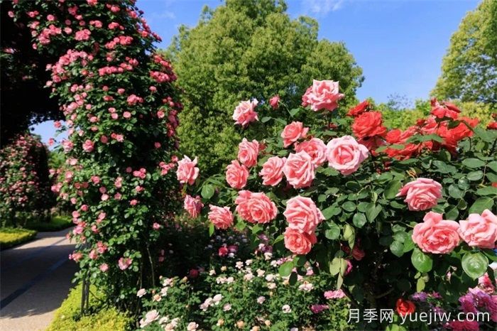 上海月季：申城月季全城開(kāi)，賞月季地圖指南(圖6)