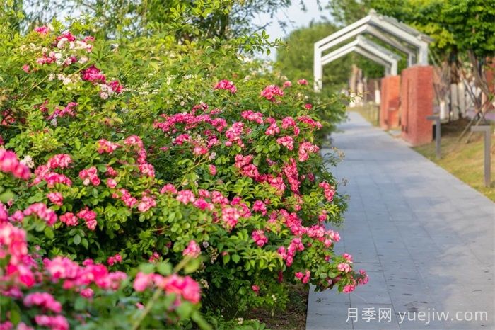 東臺月季：安吉拉開(kāi)爆，東臺人走花路上班(圖2)