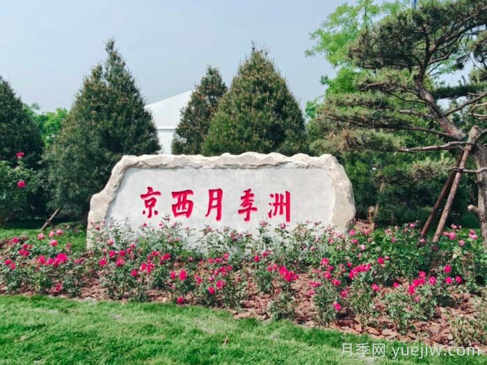 第九屆國際月季大會(huì )，北京京西月季洲開(kāi)啟頂流(圖1)
