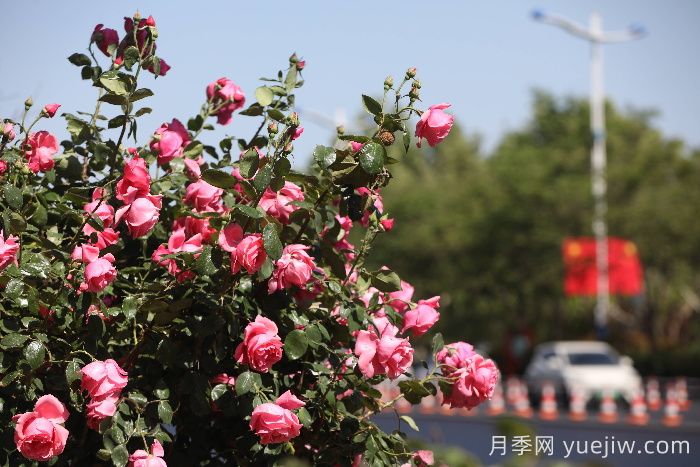 濱州月季：市花月季綻放，繁花似錦惹人醉！(圖1)