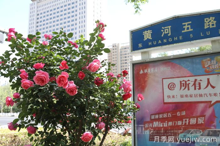濱州月季：市花月季綻放，繁花似錦惹人醉！(圖2)