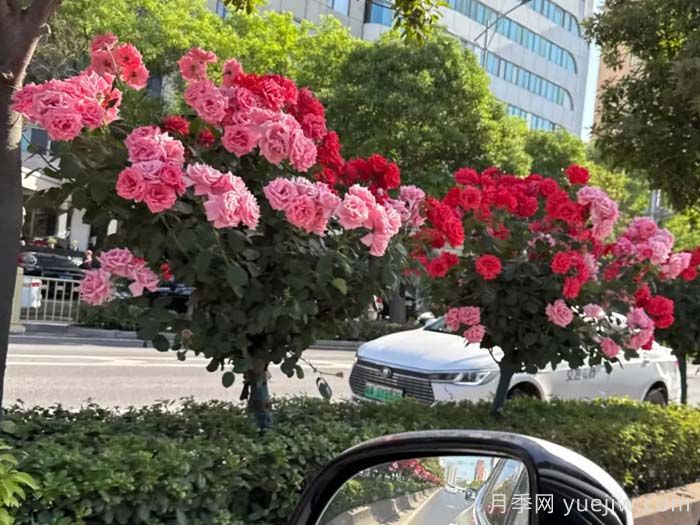 西安月季：一路絢爛，素質(zhì)月季花開(kāi)滿(mǎn)西安(圖1)