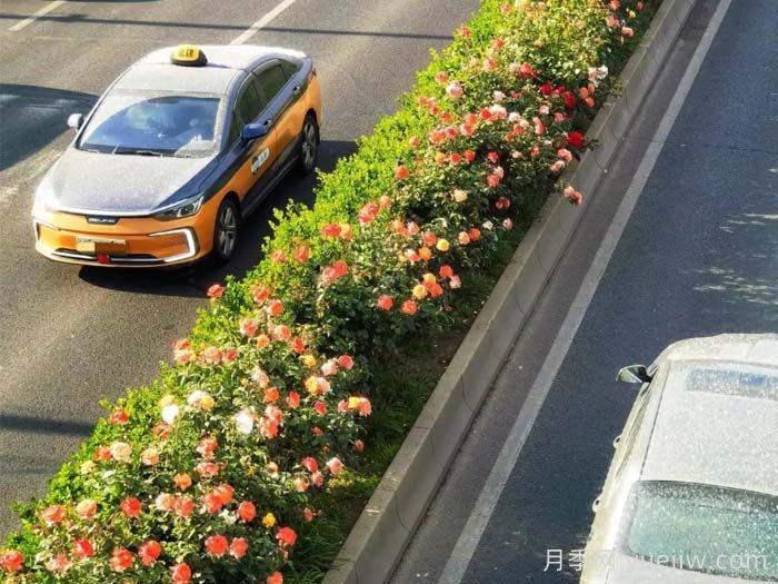 北京豐臺17.6公里月季項鏈上線(xiàn)，三環(huán)路變身浪漫花廊(圖1)