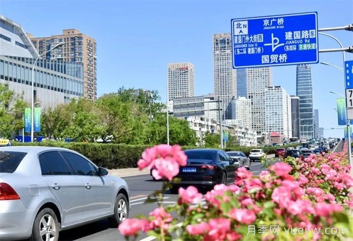 北京朝陽(yáng)月季海洋，街頭已開(kāi)濃顏模式(圖1)