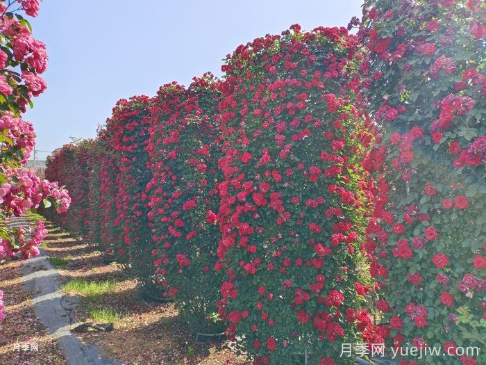 月季花柱(圖1)