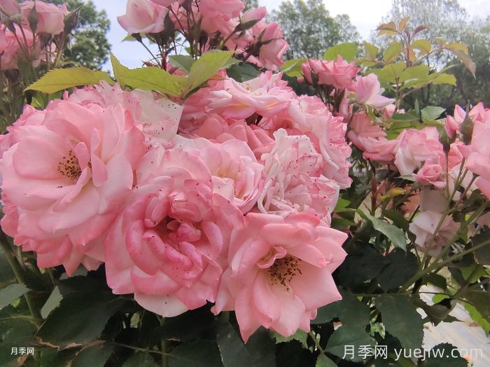 月季花后需要修剪嗎？不剪可以嗎？(圖1)