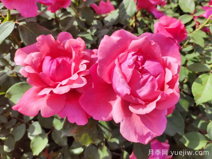 南陽(yáng)月季國家林木種質(zhì)資源庫收集保存4265個(gè)品種(圖1)