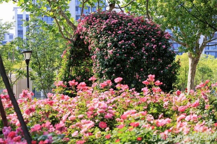 上海浦東濱江前灘月季園，置身月季花海(圖1)
