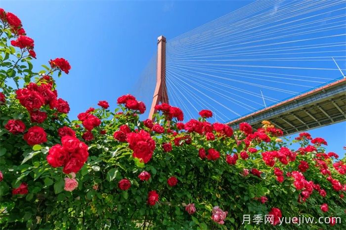 上海浦東濱江前灘月季園，置身月季花海(圖3)
