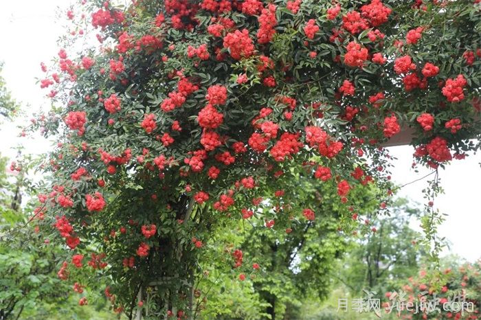 薔薇已開(kāi)滿(mǎn)墻！這波被成都成華美到了(圖1)