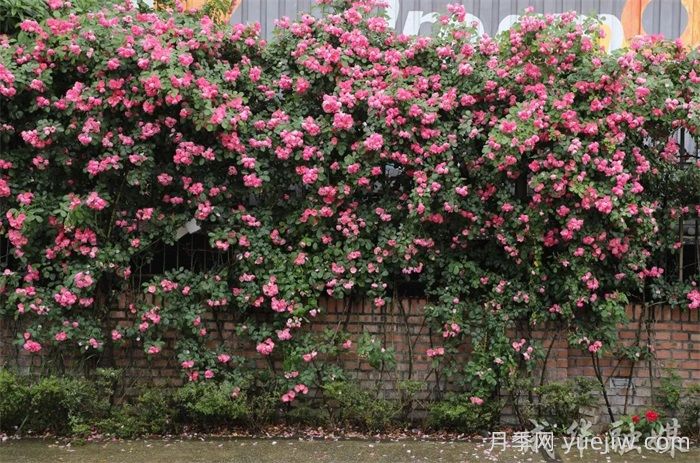 薔薇已開(kāi)滿(mǎn)墻！這波被成都成華美到了(圖2)