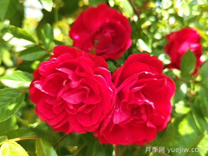紅木香是什么月季花？耐寒可達零下20度(圖1)
