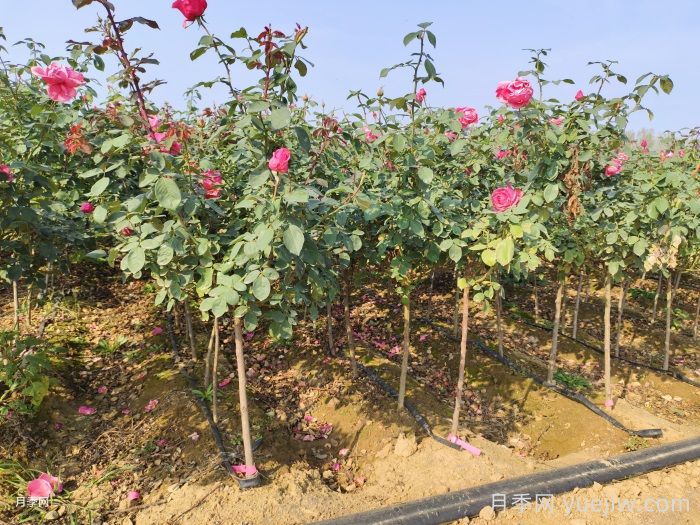 新手應該如何養月季花？(圖2)