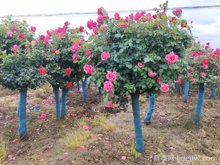 新手應該如何養月季花？(圖3)