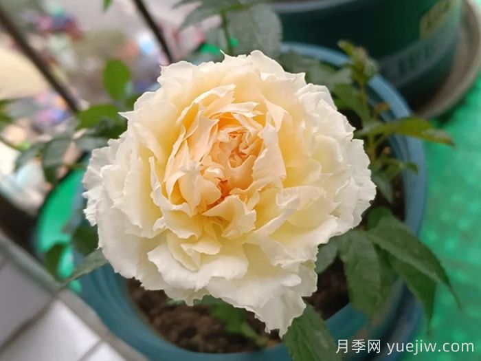 狄安娜陽(yáng)臺月季(圖1)