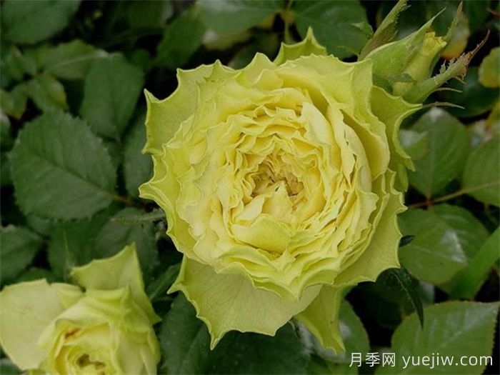 推薦8款好養黃色灌木月季品種(圖3)