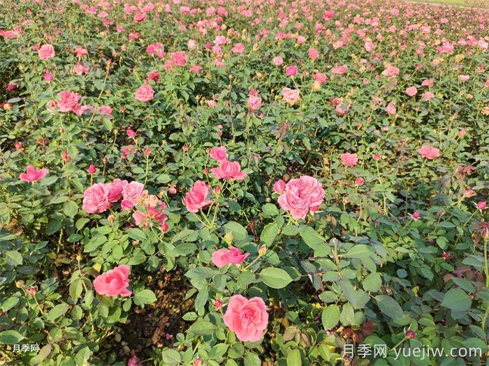 月季花盛開(kāi)***佳觀(guān)賞時(shí)間與養護要點(diǎn)(圖3)