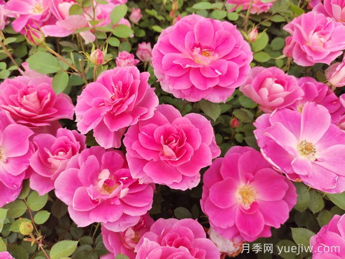 月季花盛開(kāi)***佳觀(guān)賞時(shí)間與養護要點(diǎn)(圖2)
