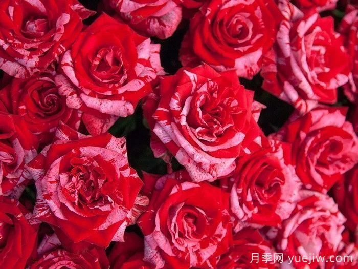 幸運女神月季的優(yōu)缺點(diǎn)是什么？(圖1)