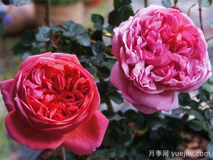 保羅克利月季的優(yōu)缺點(diǎn)是什么？(圖1)