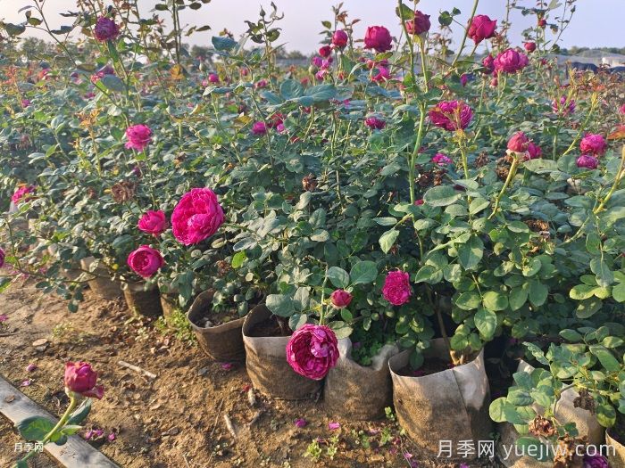 夏季月季一天澆幾次水？(圖1)