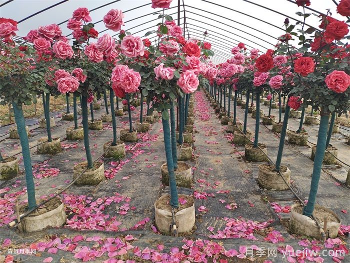 夏季月季養護全攻略：避開(kāi)雷區，輕松爆花(圖1)