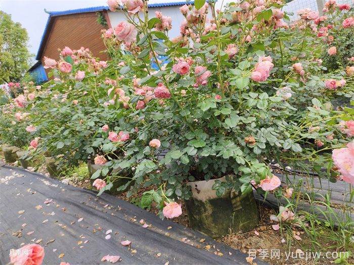 夏季月季養護全攻略：避開(kāi)雷區，輕松爆花(圖2)