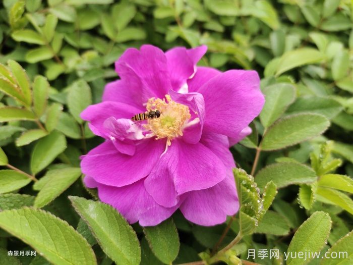 月季和玫瑰是一種花嗎？(圖2)