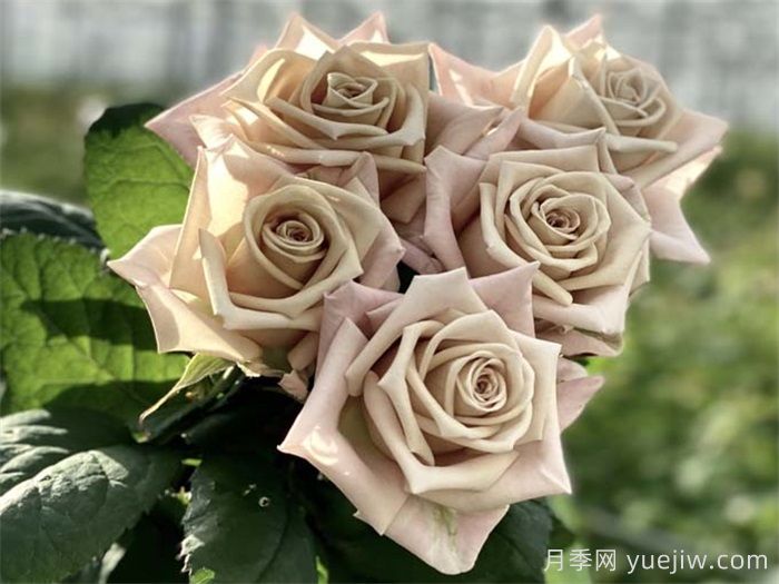 曼塔月季的優(yōu)缺點(diǎn)是什么？(圖1)