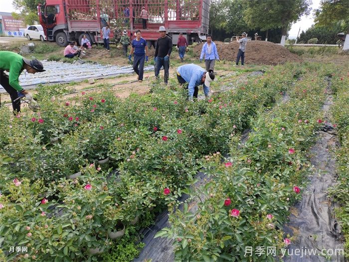 月季可以種在陰涼處嗎？(圖1)